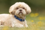 Rupert portfolio