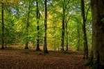 Mid Autumn Colours