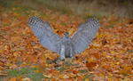 Goshawk