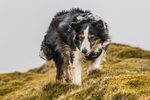 Coledale-1281