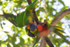 Lorikeet Blur 1 0A3A2094