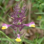 Field cow-wheat (Melampyrum arvense)