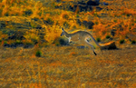 Flying Kangaroo
