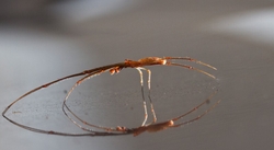 AnimalsCreatures _0031