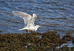 Glaucous Gull