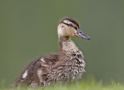 Lakes, Streams and Ponds portfolio