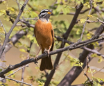 Cinammon Breasted Bunting