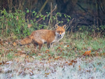 Red Fox