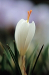 White Crocus