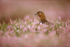 Red Grouse (1)