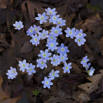 Hepatica--Norfolk County