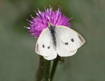 Small White