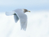 Glaucous Gull (adult winter) flying at Grundarfjörður, Iceland