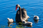 12 Mothers Love 0A3A6397