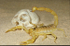 Common Scorpion - Calif. USA