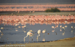 Sunny morning on the Nakuru Lake.