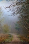 Ten Acre Woods No 5