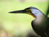 Bare-throated Tiger-Heron portrait, Drake Bay, Costa Rica