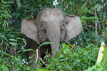 Pygmy Elephant, Sabah, Borneo