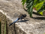 Black-tailed Skimmer
