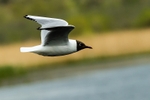 Black Headed Gull in Flight