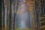 Fontmell Woods jpg