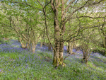 4299 Helmeth Hill bluebells