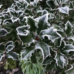 10 Frosted Holly