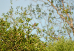 River Warbler