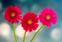 Hot Pink Gerbera in a Row - DSC_1228