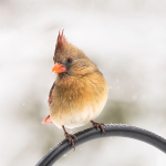 FEMALE CARDINAL, 2016 - PORT RYERSE