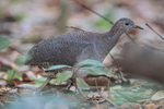 Undulated Tinamou, close side view, Pantanal, Brazil