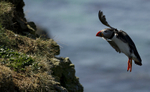 Puffin, Treshnish Isles, Inner Hebrides, Scotland
