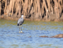 Reef Heron