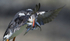 Puffin, Treshnish Isles, Inner Hebrides, Scotland