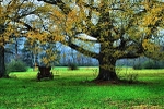wagpon in a field