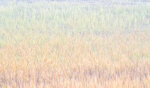 MARSH GRASS IN FOG - MUSGRAVE HARBOUR