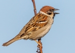 Tree Sparrow 1