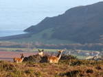 Deer on Exmoor near Porlock