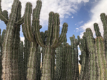 Cacti, species unknown