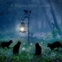 The Witches Cats