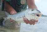 Bonefish Photo - Torpedo.