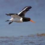 Oystercatcher portfolio