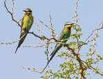 Blue Cheeked Bee Eaters