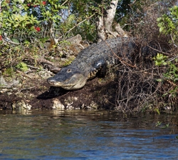 AnimalsCreatures 184