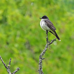 Tyrannus tyrannus