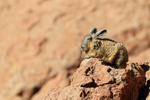 Sleepy Viscacha enjoying morning sun, Chile
