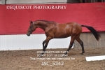 JAC_5342