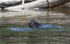 A sloth crossing the river