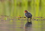 Coot (juv) - Fulica atra